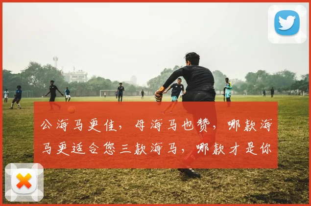 公海马更佳，母海马也赞，哪款海马更适合您三款海马，哪款才是你的心头好